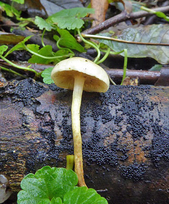 Hypholoma subericaeum - Modderzwavelkop