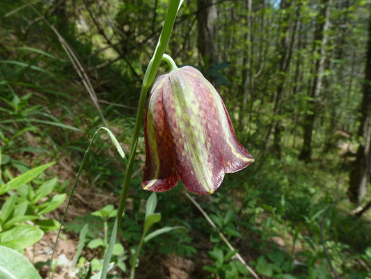 Fritillaria graeca