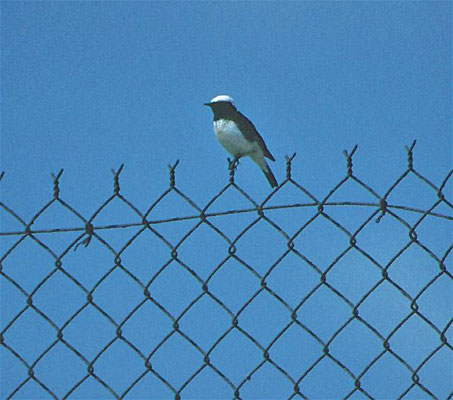 Cyprustapuit