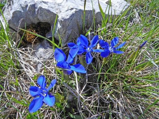 Voorjaarsgentiaan (Gentiana verna)