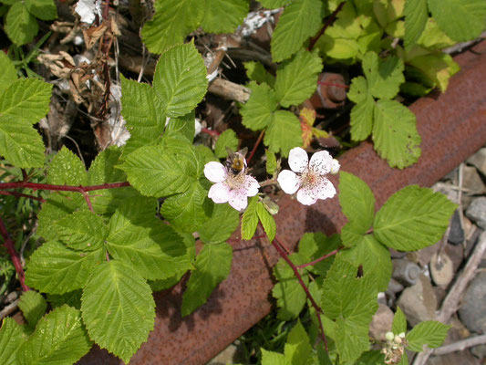 Rubus fruticosus - Gewone braam