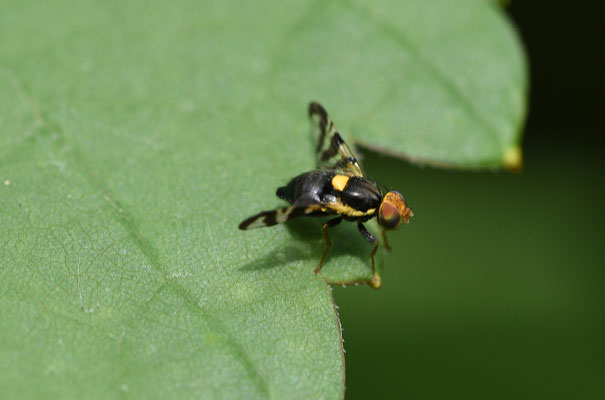 Rhagoletis cerasi - Europese kersenboorvlieg