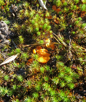 Pulvinula convexella ss. lato - moskussentjes