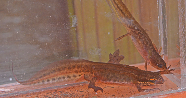 Vinpootsalamander