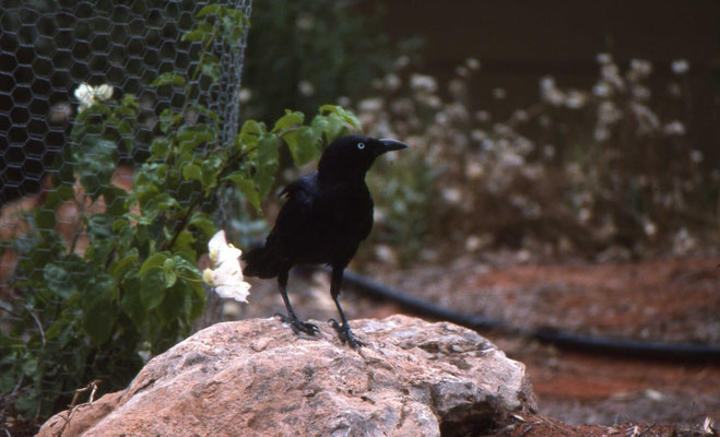 Torresian Crow