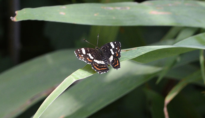 Landkaartje in tuin MZ89