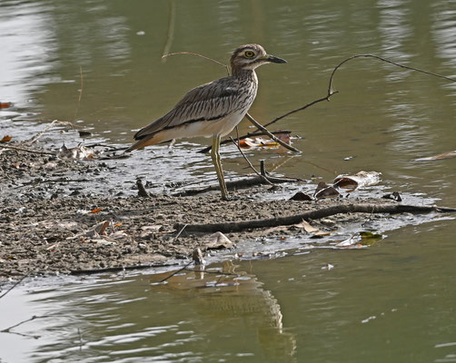 Burhinus senegalensis - Senegal Thick-knee