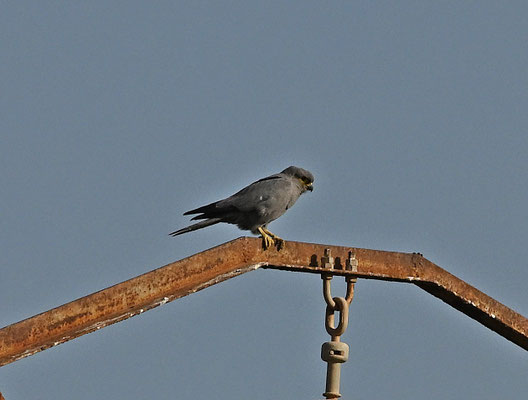 Falco ardosiaceus - Grey Kestrel