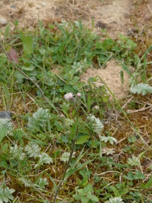 Erigeron acer - Scherpe fijnstraal