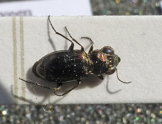 Notiophilus palustris