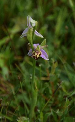 Bijenophrys