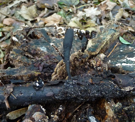 Xylaria longipes - Esdoornhoutknotszwam