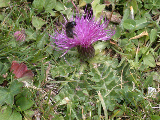 Cirsium acaule - Aarddistel