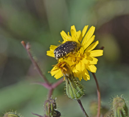Oxythyrea funesta