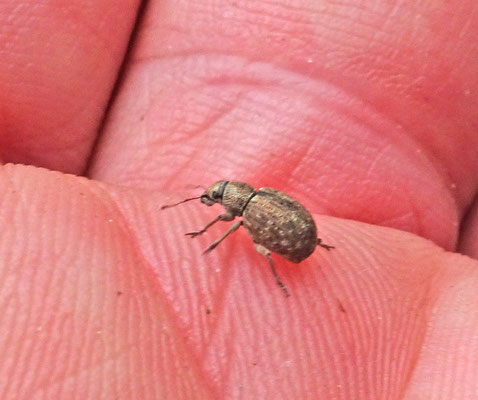 Strophosoma capitatum - Grauwbruine dennensnuitkever