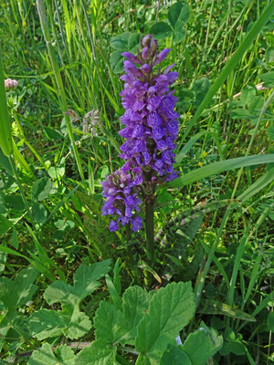 Rietorchis