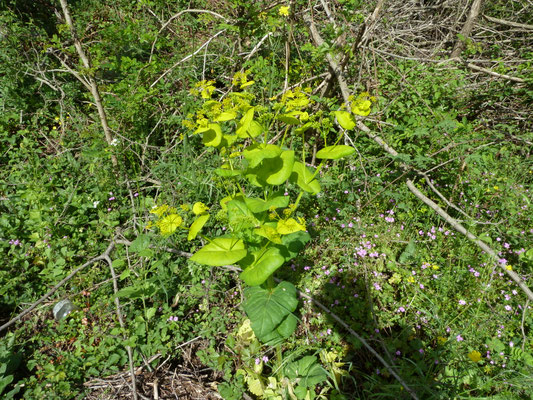 Smyrnium perfoliatum