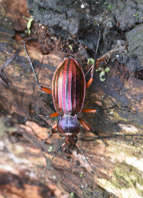 Carabus auronitens festivus - Goudglanzende schallebijter