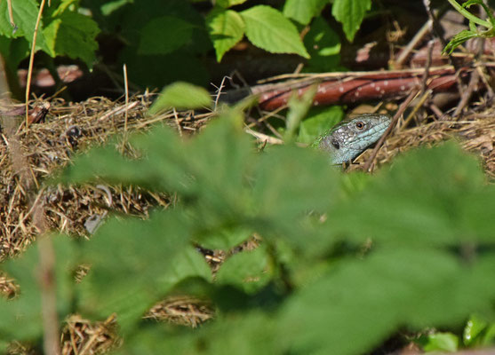 Westelijke smaragdhagedis (Lacerta bilineata), vrouw