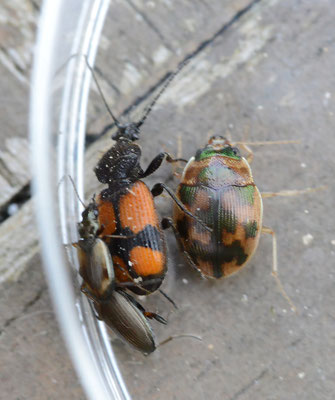 Omophron limbatum - Kogelloopkever
