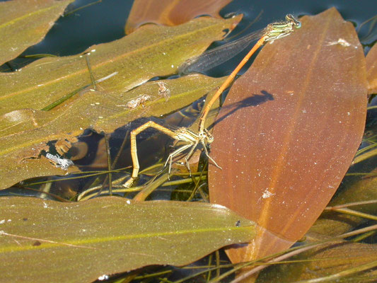 oranje breedscheenjuffer (Platycnemis acutipennis)