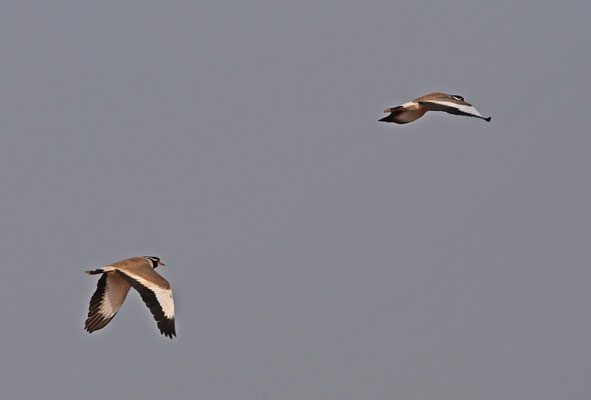 Vanellus tectus - Black-headed Plover (B-headed Lapwing)