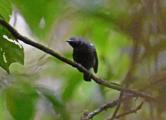 White-flanked Antwren