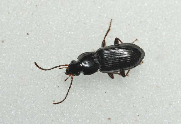 Pterostichus minor - Moeraszwartschild