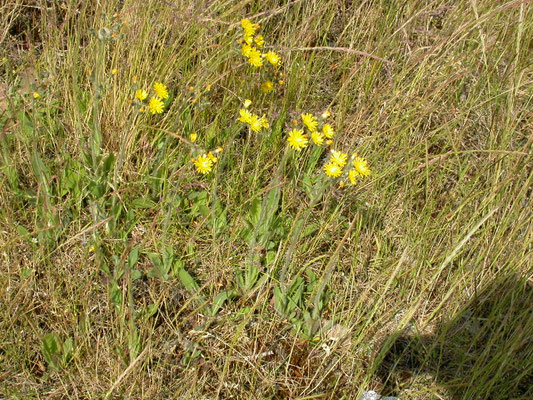 Hieracium praealtum - Grijs havikskruid