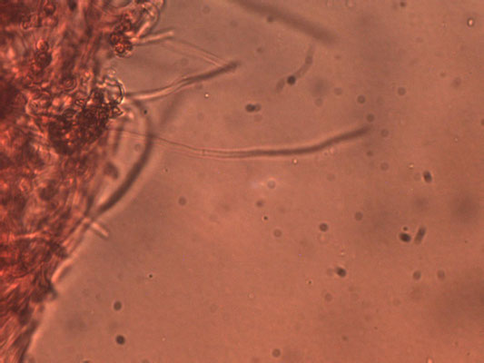 Crepidotus epibryus - Klein oorzwammetje