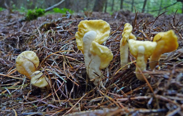 Spathularia flavida - Dooiergele spatelzwam