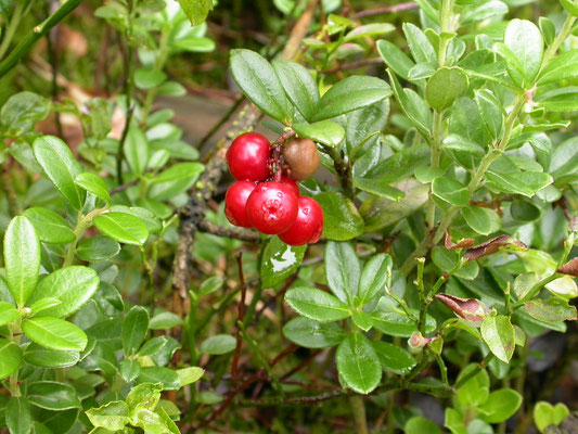 Vaccinium vitis-idae - Rode bosbes, Veenbes