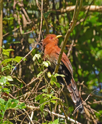 Little Cuckoo