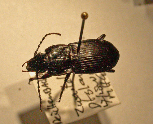 Abax parallellus
