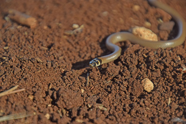 Roth's Dwarf Racer (Eirenis rothi)