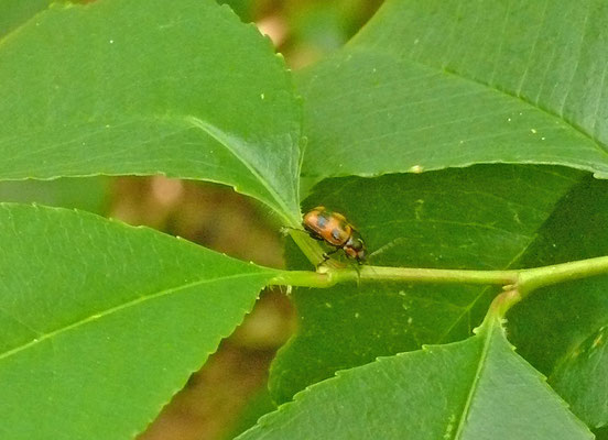 Cryptocephalus quinquepunctatus