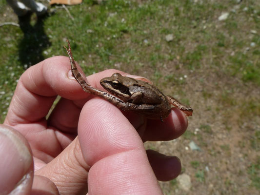Rana dalmatina (springkikker)