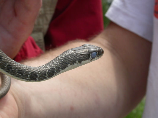 slanke toornslang (Platyceps najadum)
