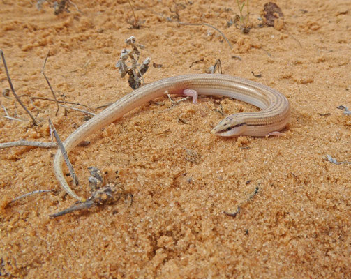 Chalcides sepsoides