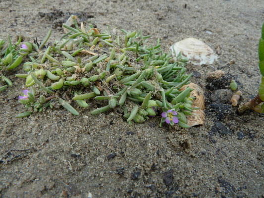 Spergularia maritima - Gerande schijnspurrie