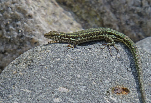 Podarcis tiliguerta