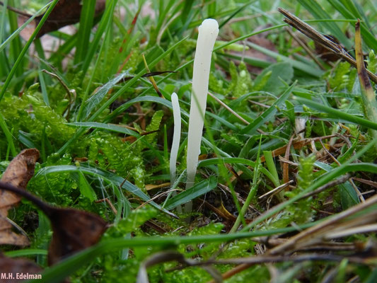 spitse knotszwam