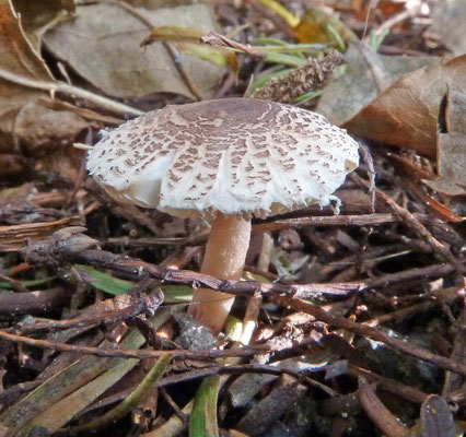 Lepiota castanea - Kastanjeparasolzwam