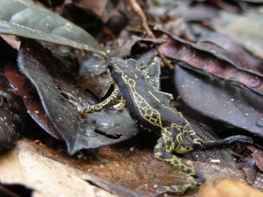 Atelopus hoogmoedi - Hoogmoed's Harlequin Toad