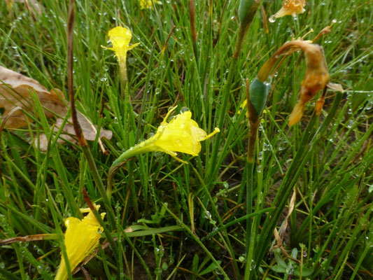 Narcissus bulbocodium