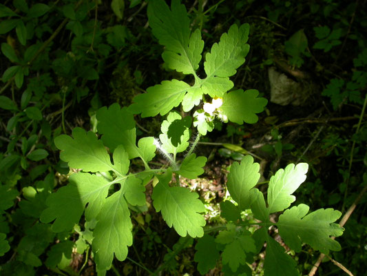 Chelidonium majus - Stinkende gouwe