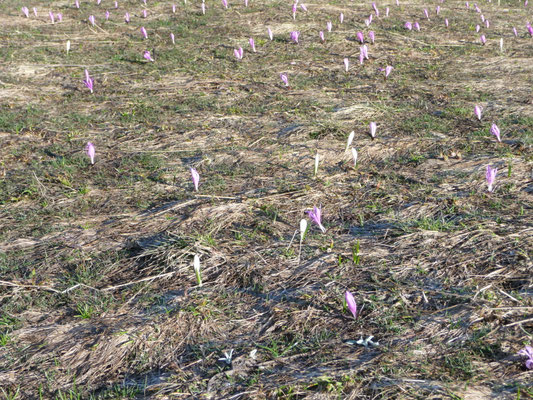 Crocus vernus - Purperkrokus