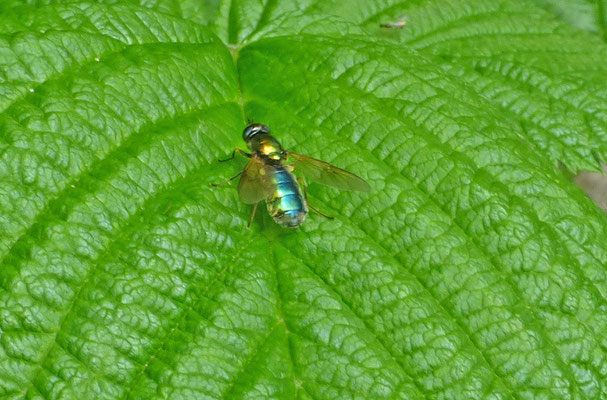 Chloromyia formosa - Prachtwapenvlieg