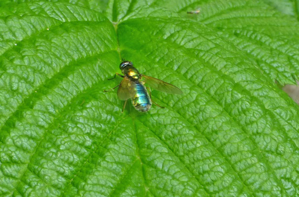 Chloromyia formosa - Gewone prachtwapenvlieg