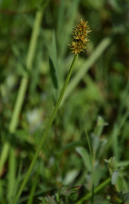 Carex otrubae - Valse voszegge